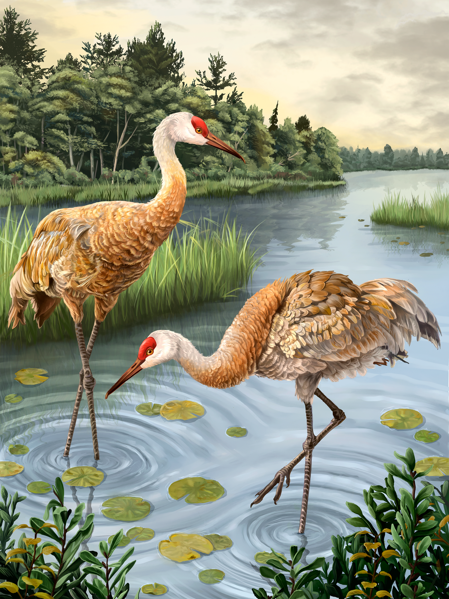 Two sandhill cranes wading in a pond with lily pads and trees in the background.